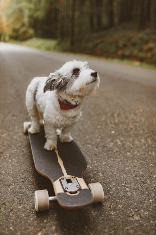 dog longboard